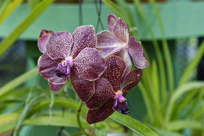 Kandy-Botanical garden-070